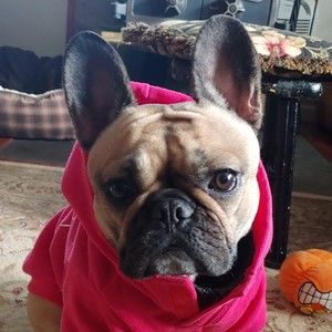 Meet your Posher, Bonnie